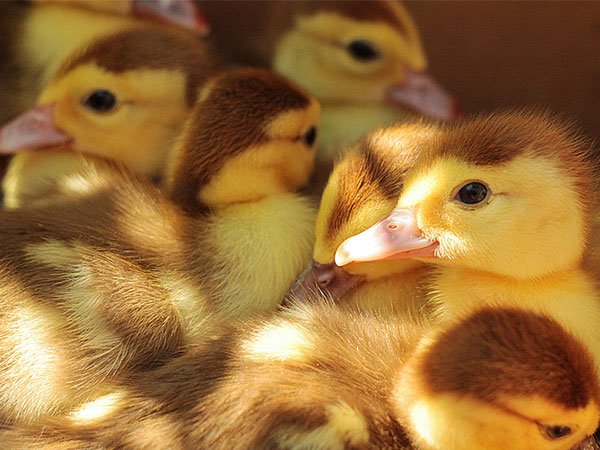 cute-fluffy-ducklings
